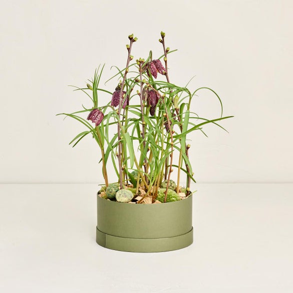 Hatteæske med vibeæg